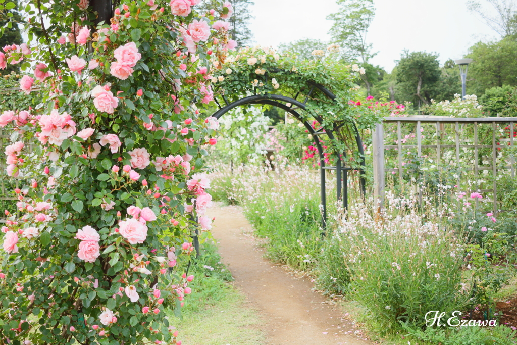 rose garden2