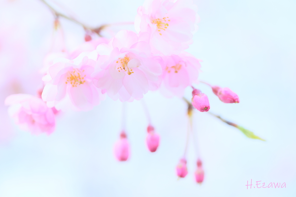 ふわり