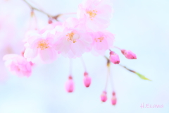 ふわり