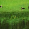 緑の水面