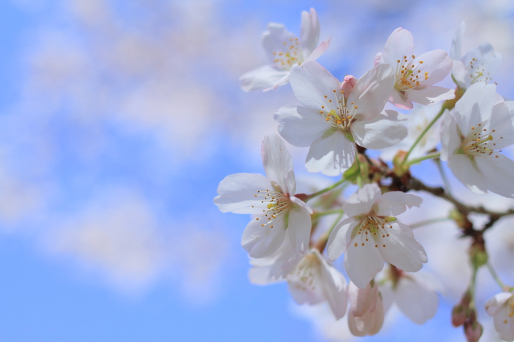 桜日和