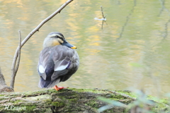 カルガモの休息