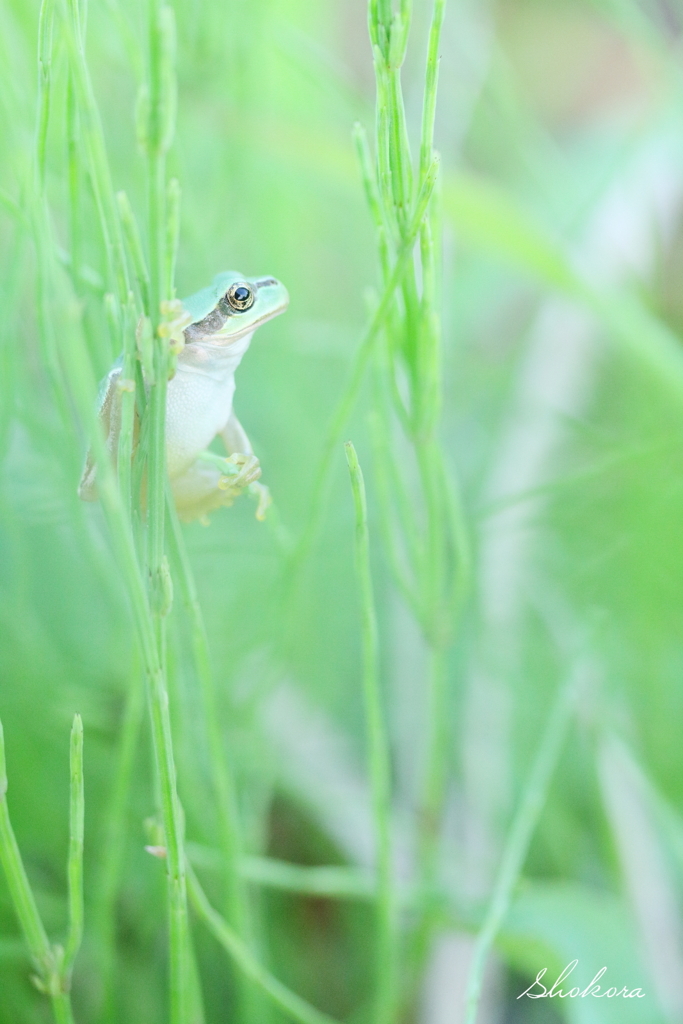 草むらのアマちゃんⅣ