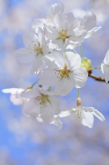 桜青空