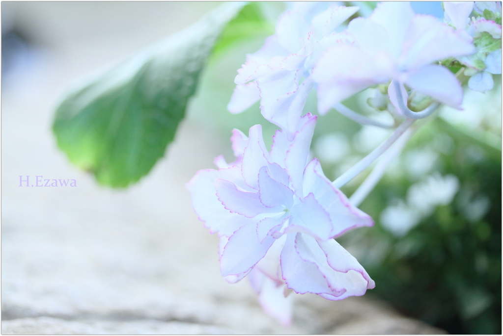 June flowers5