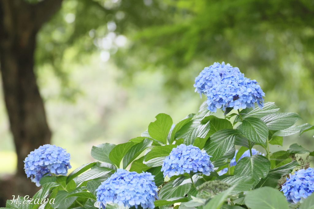 森の紫陽花