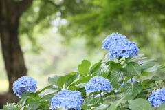 森の紫陽花