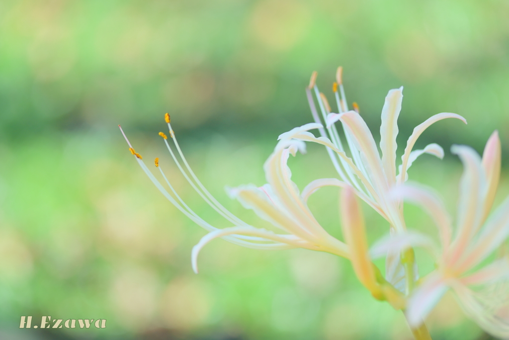 彼岸花4