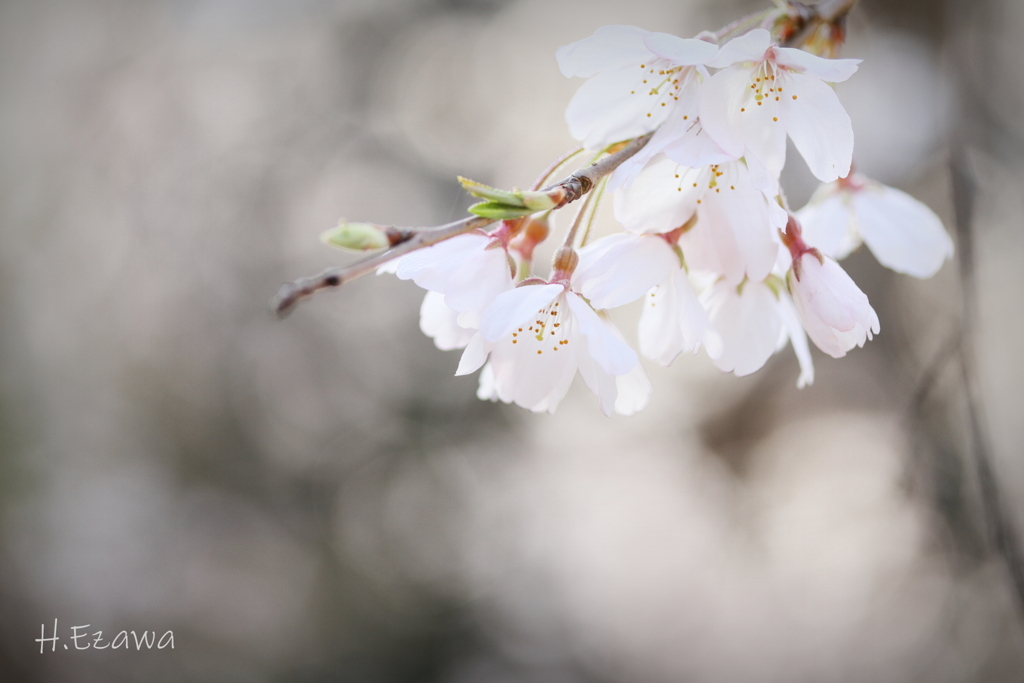 姫桜Ⅵ