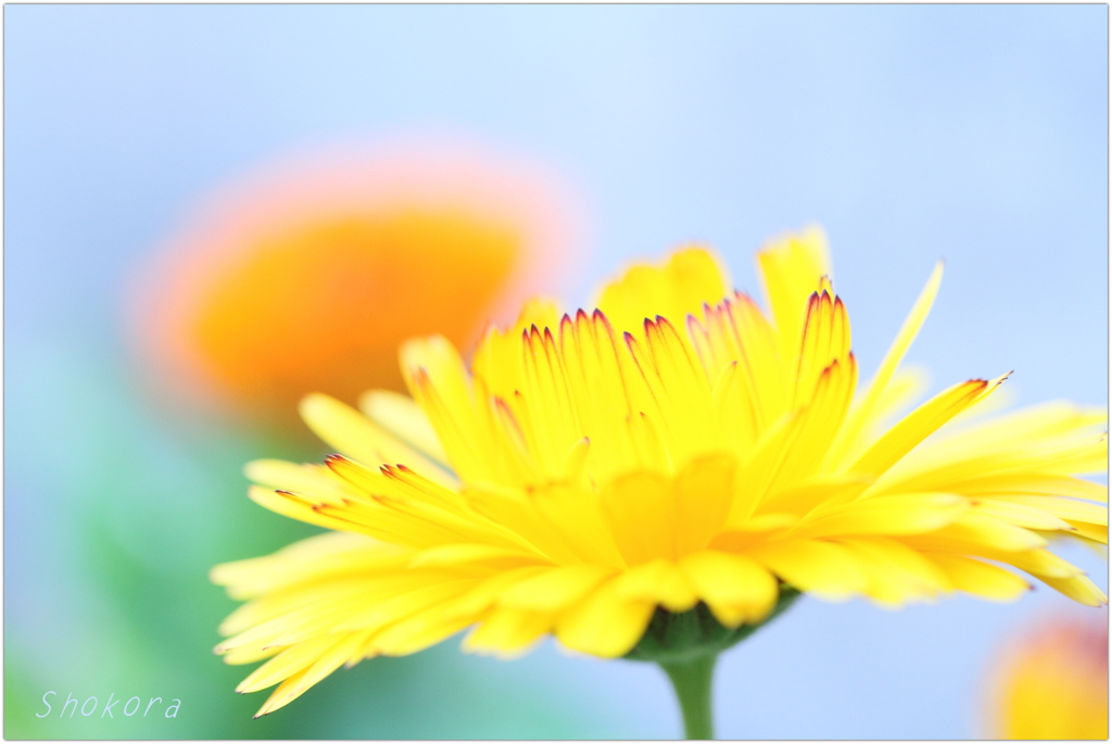 Calendula