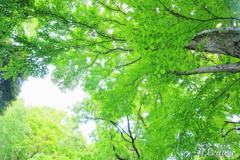 カツラの新緑