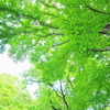 カツラの新緑