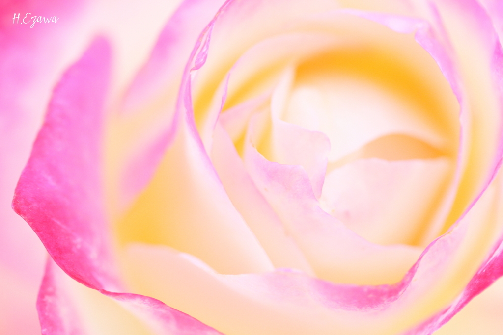 Purity