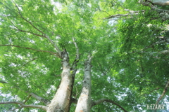 大きな木の下で