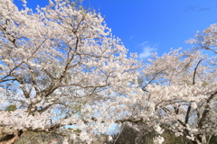 桜と青空Ⅲ