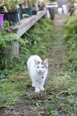 園芸店のねこⅡ