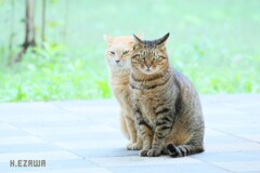公園のネコ