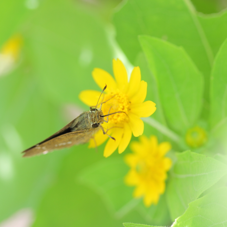 この花大好き