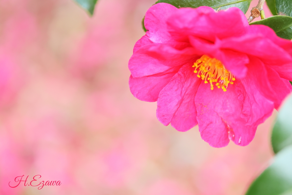 山茶花
