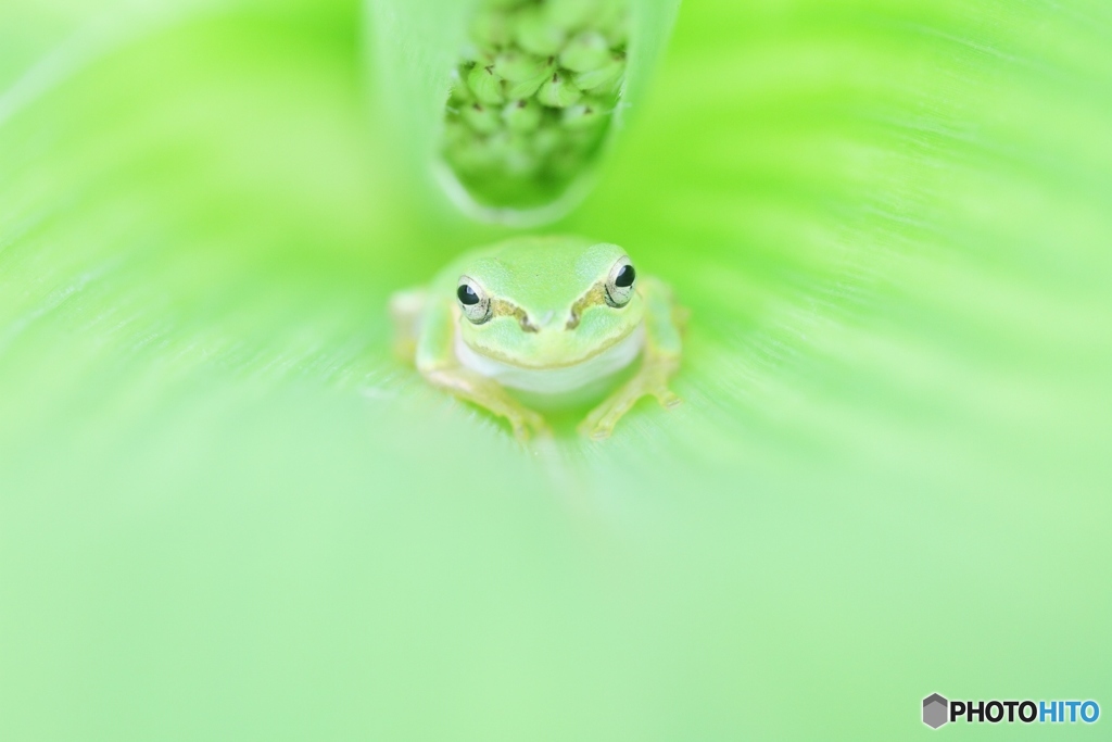 どうもです