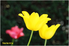 Blooming yellow