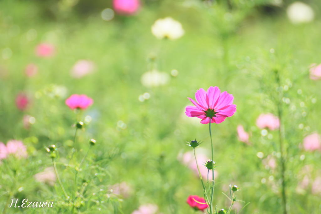 コスモス畑3