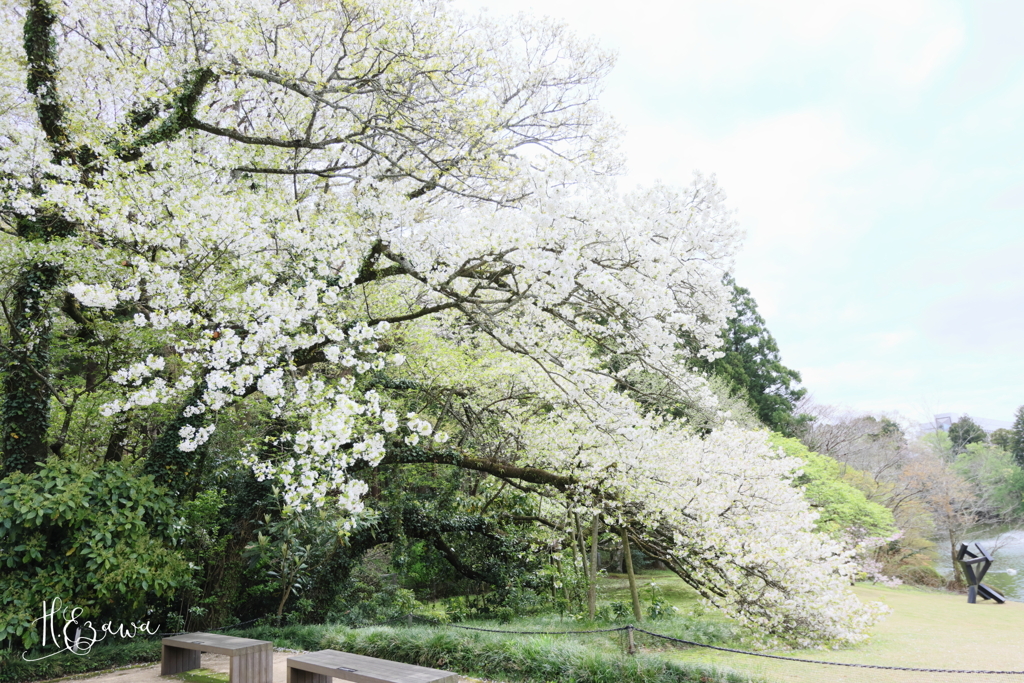 美術館の桜2