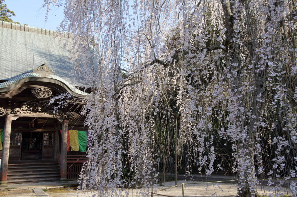 名刹と桜