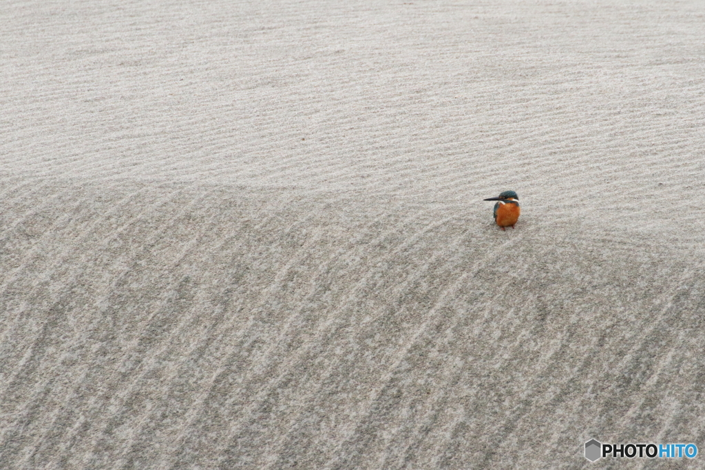 浜のカワちゃん