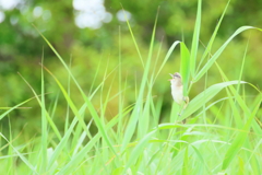 オオヨシキリさん2