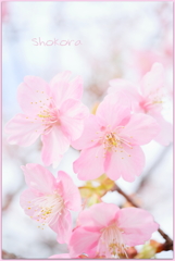 河津桜3