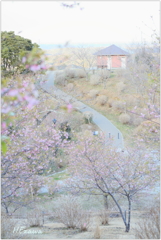 山の上の河津桜