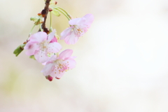 河津桜