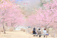 山の上の河津桜