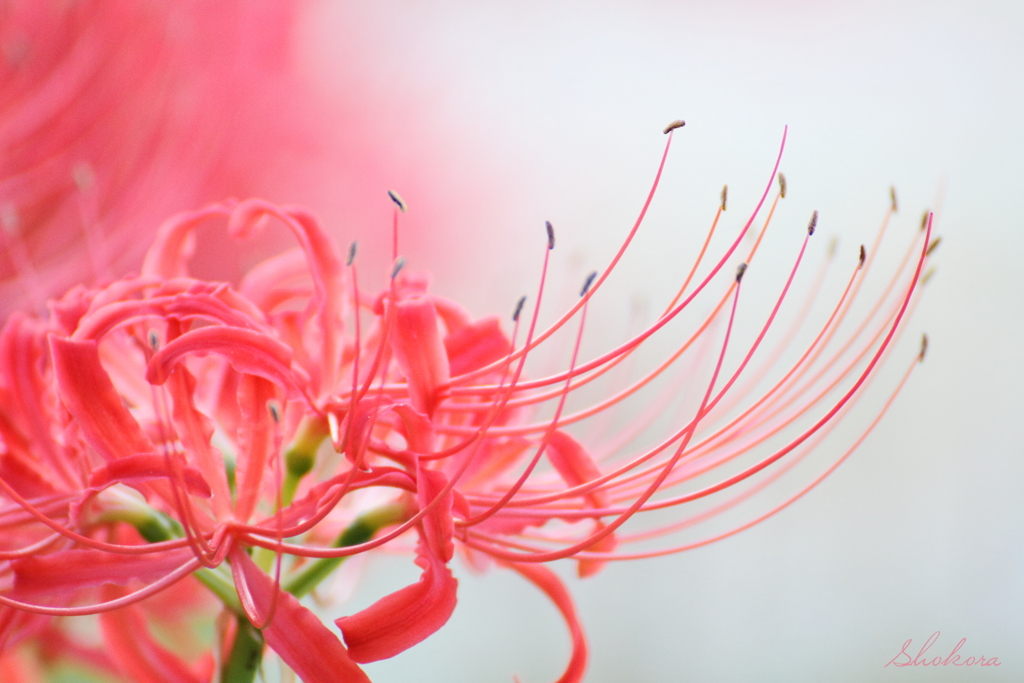 Lycoris radiata4