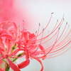 Lycoris radiata4
