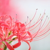 Lycoris radiata4