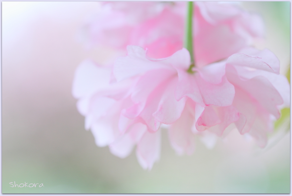 ふわり
