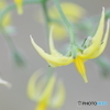 Yellow fairies　Ⅱ
