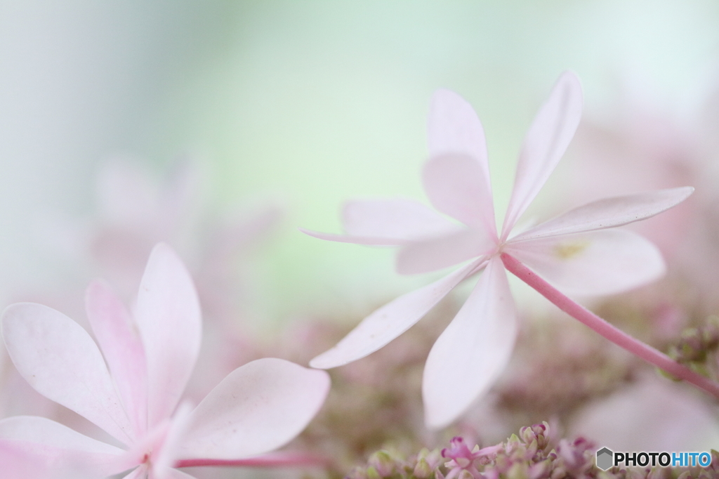 Fairy of June 2