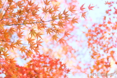 十枝の森の紅葉17