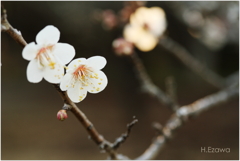 開花