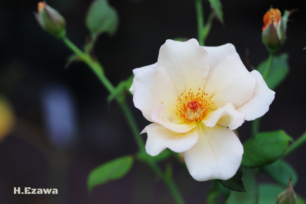 Roses bloom in September