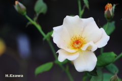 Roses bloom in September