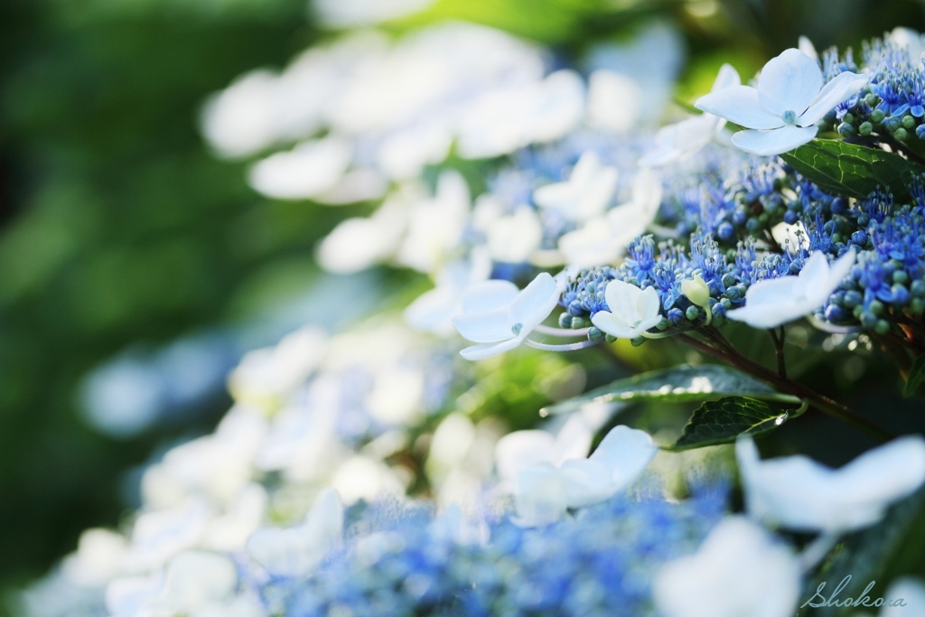 紫陽花に夕日