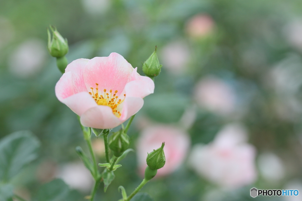 ちいさな単衣薔薇