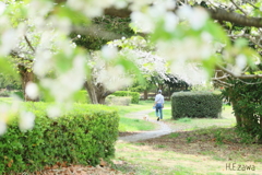 桜咲く公園を