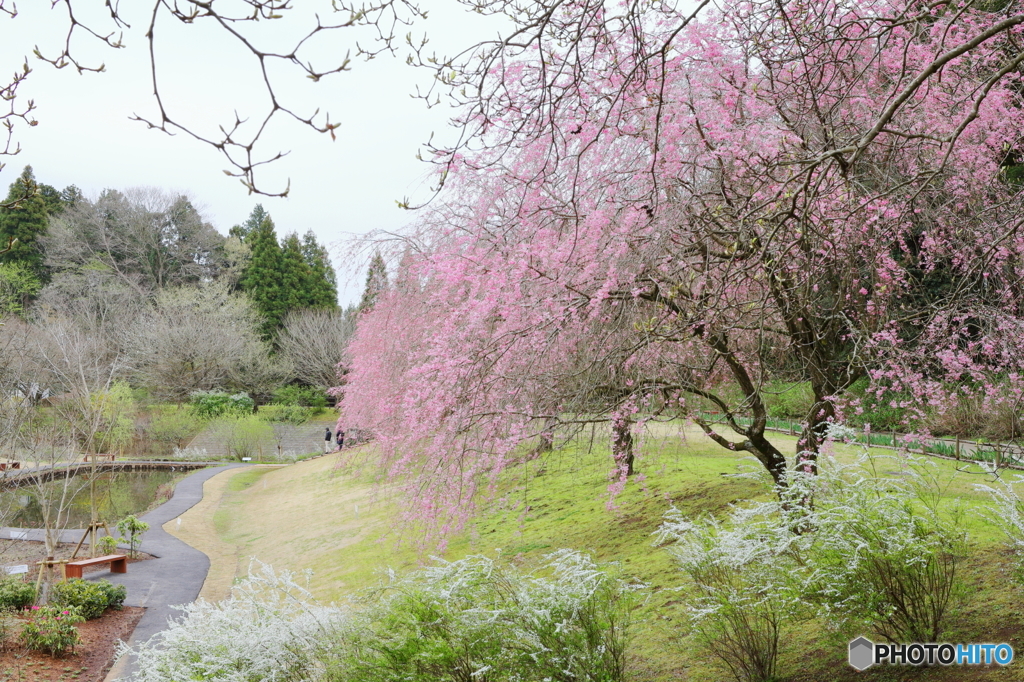 枝垂れ桜の庭園