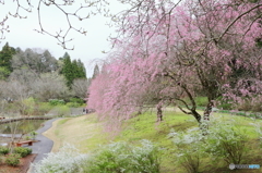 枝垂れ桜の庭園