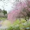枝垂れ桜の庭園